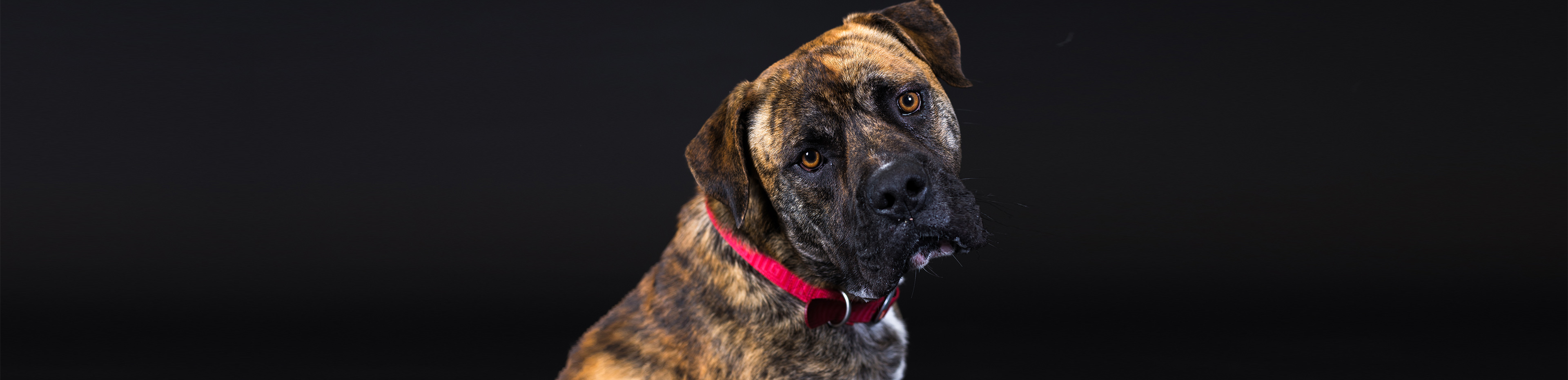 sad dog on black background